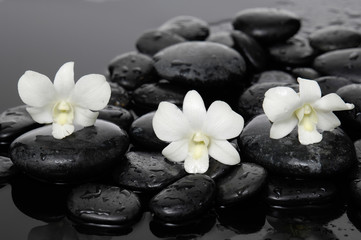 Still life with three white orchid with therapy stones 