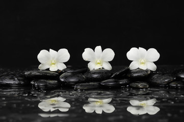 Fototapeta na wymiar Still life with three white orchid and therapy stones with reflection 