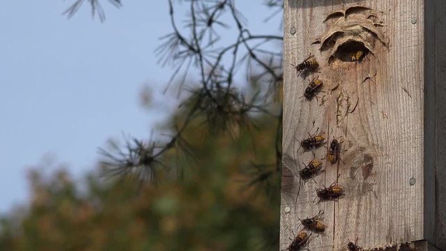 Huge hornets insects (Vespa crabro) around an entrance to a nest. Closeup. 4K