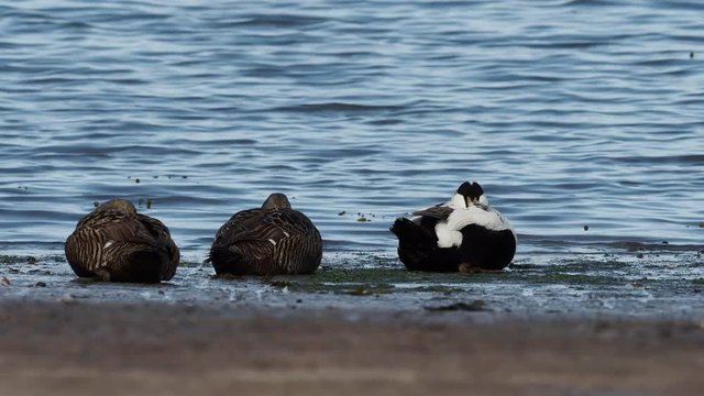 Eider duck ( Somateria mollissima )