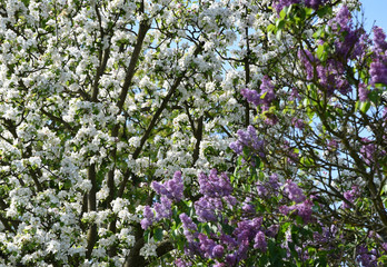 Weiß blühender Apfelbaum vor lila blühendem Flieder