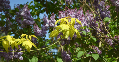 Zweig mit leuchtend gelben Ahornblättern vor lila Flieder