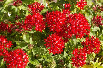 Blooming Pentas flowers