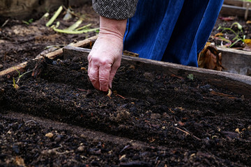 A woman's hand is planting something on a land bed in the garden