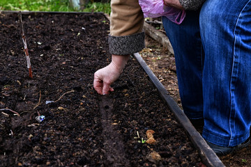 A woman's hand is planting something on a land bed in the garden