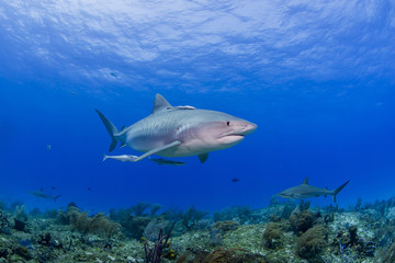 Fototapeta premium Tiger Shark swimming above the reef with other sharks in blue water