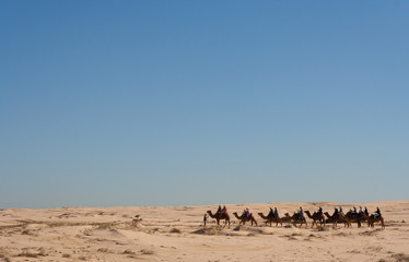 camel rides in dunes