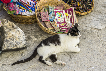 Cat on the threshold of a street shop