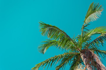 Palm tree against teal sky