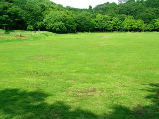 初夏の草原と林風景