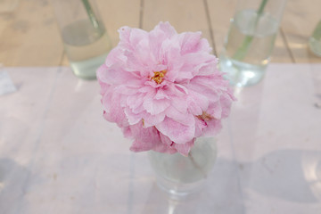 peony, flower, pink, flowers, vase, white, flower, flower, nature, table, color, plant
