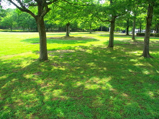 緑陰のある公園