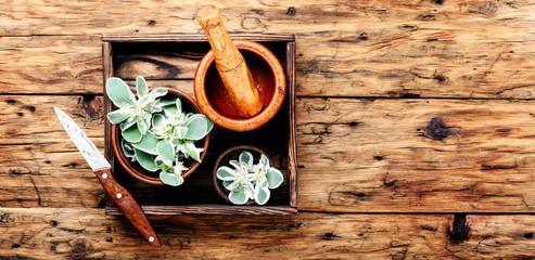 Plant spurge with medicinal properties