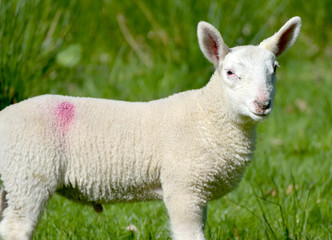 Obraz premium Lamb near Keswick on Derwentwater in Lake District