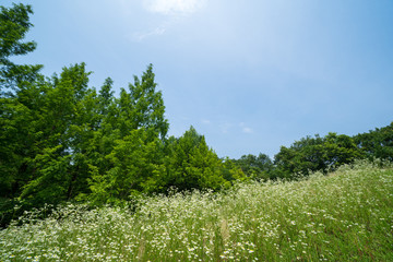 メタセコイアの森と白い花