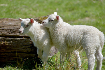 Obraz premium Lamb near Keswick on Derwentwater in Lake District