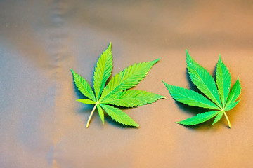 Medical sheet of marijuana. Green cannabis. Young hemp