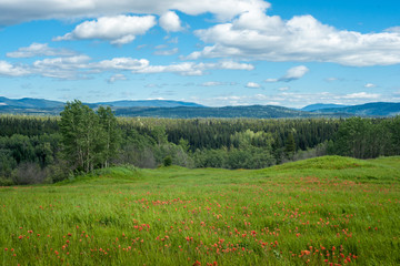 Summer Meadow in the Forest