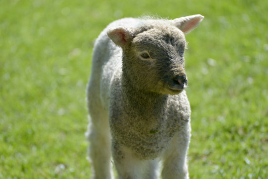 Lamb near Keswick on Derwentwater in Lake District