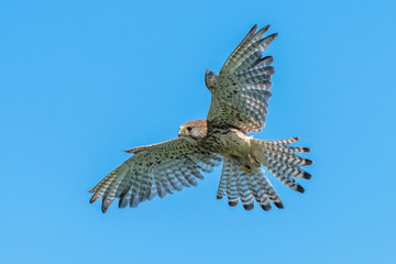 Kestrel