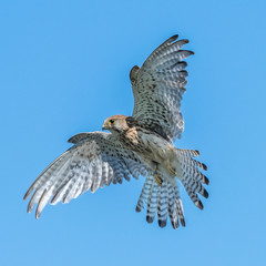 Kestrel