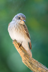 Flycatcher