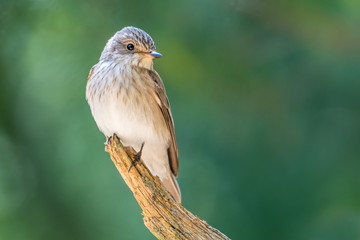 Flycatcher
