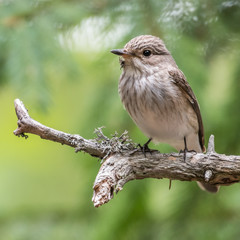 Flycatcher