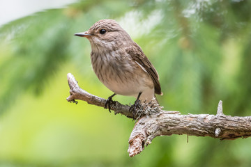 Flycatcher