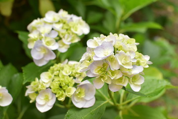 白紫陽花
