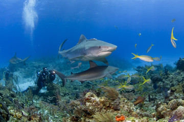 Tiger Shark with videographer / photographer and caribbean reef sharks