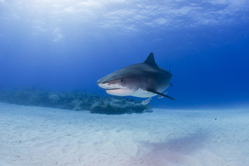 Fototapeta premium Tiger shark in clear blue water with sun in the background