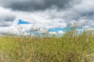 Obraz premium Canolka field in mid summer day.