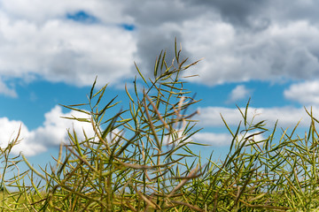 Canolka field in mid summer day.