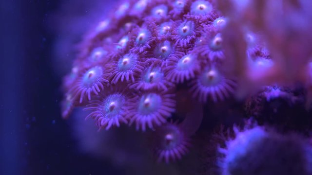 utter chaos zoa corals 