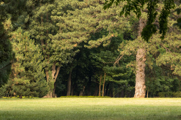 Obraz premium A dark forest entrance