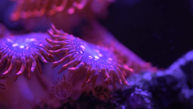 utter chaos zoa corals 