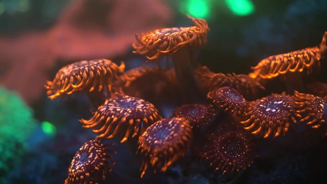 utter chaos zoa corals 