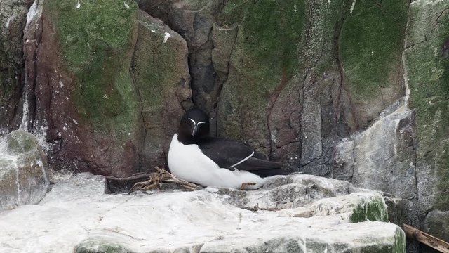 Razorbill (Alca torda) nesting. Inner Farne