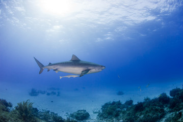 Fototapeta premium Tiger shark with sucker fish above the reef in clear blue water with sun in the background