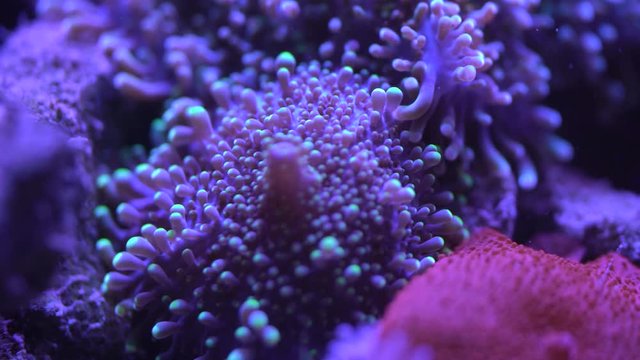 yuma coral close up 