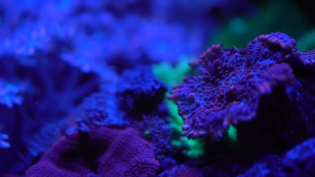 yuma coral close up 