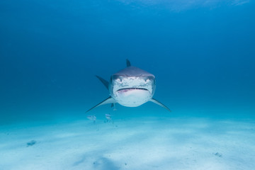 Tiger shark looking angry and showing sharp teeth rows in blue water