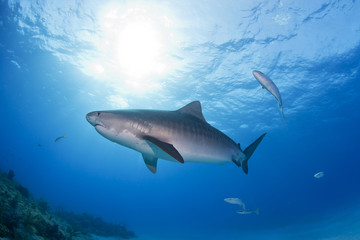 Tiger shark from the side in clear blue water with sun in the background