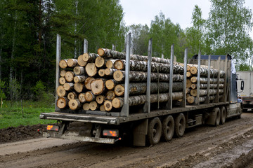 Tip truck transportation of sawn timber. The truck transports logs, on the road. Cut logs are loaded on a truck. Large truck transporting wood.
