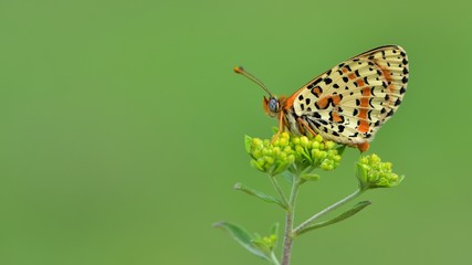 Melitaea didyma  91