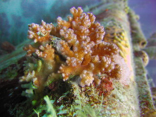 Underwater photo Red Sea life