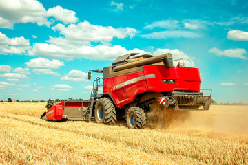 Fototapeta na wymiar harvester harvests wheat on field, and blue sky
