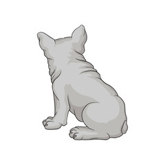 Back view of french bulldog or boston terrier puppy. Small dog with white smooth coat. Home pet. Cartoon vector icon