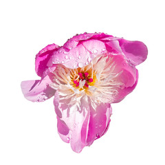 Beautiful flower of a purple peony, after a rain, isolated on a white background